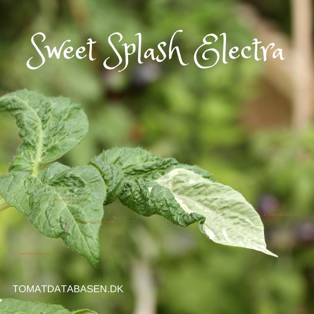 Sweet Splash Electra